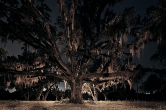 Oak Oak